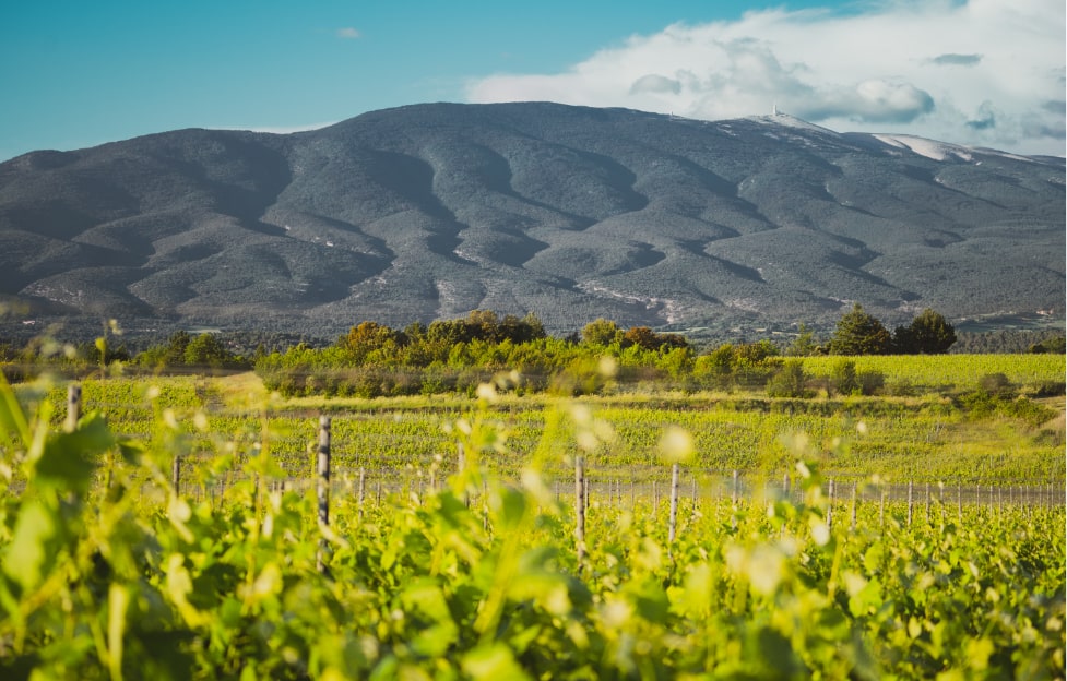 DSC04165-min paysage Ventoux