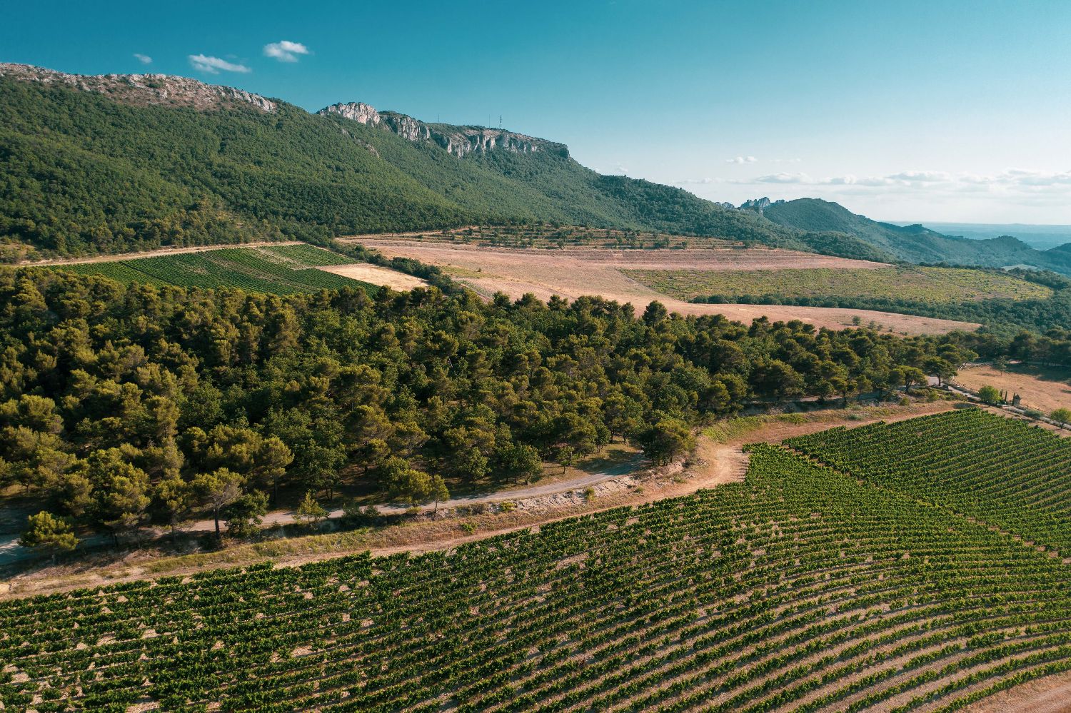 aoc ventoux le vivant