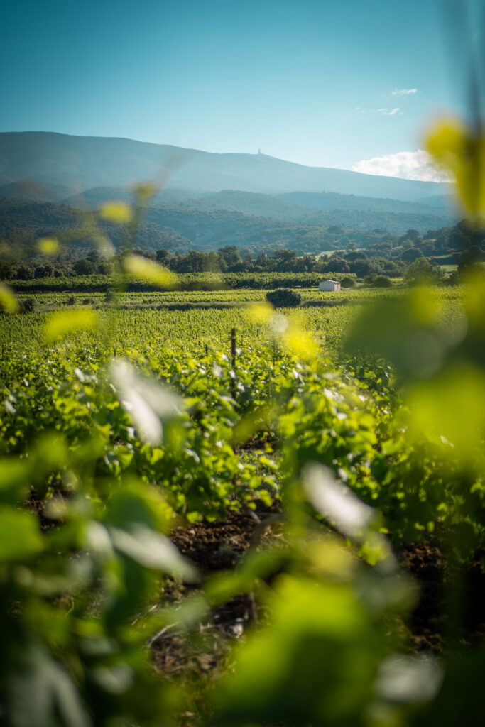 Découvrez le dossier de presse dédié à la destination œnotouristique "Autour du Ventoux" !