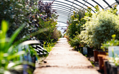 Les Banquets du Géant – Édition de Noël à la Pépinière Appy !