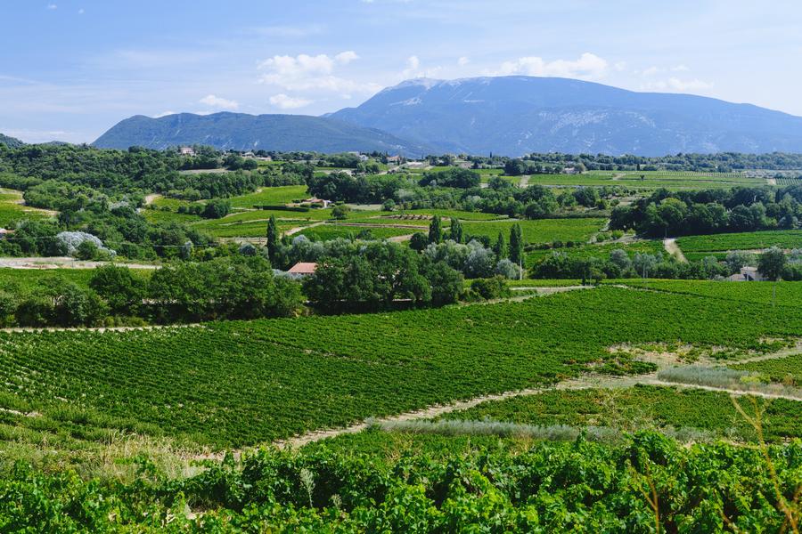 Cave la Comtadine (Groupes & Séminaires)