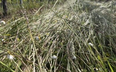 Rendez-vous annuel sur la parcelle expérimentale autour des couverts végétaux