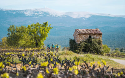 Revue de presse – Wine Table : Ventoux – l’élégance fraîche du sud du Rhône