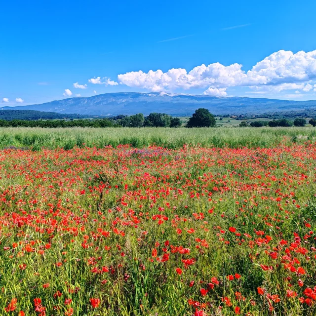 🌺 Les coquelicots sont de sortie… et le sommet du Ventoux aussi ! 🌺  C’est le moment idéal pour explorer les paysages viticoles du Ventoux : les vignes s'habillent de leur feuillage printanier, le ciel se fait plus bleu… et les coquelicots tapissent les chemins d'un rouge éclatant.  👉 Balades entre vignes et villages,
👉 Dégustations en cave,
👉 Terrasses au soleil,
👉 Expériences œnotouristiques au cœur de la nature...  Le printemps révèle toute la beauté de notre destination "Autour du Ventoux", labellisée Vignobles & Découvertes.  Laissez-vous guider par les fleurs... elles mènent souvent à une bonne bouteille🍷  --  🌺 The poppies are out... and so is the summit of Ventoux! 🌺  It's the perfect time to explore the wine-growing landscapes of the Ventoux: the vines are dressed in their spring foliage, the sky is bluer... and the poppies line the paths in brilliant red.  👉 Walks between vineyards and villages,
👉 Cellar tastings,
👉 Terraces in the sun,
👉 Wine tourism experiences in the heart of nature...  Spring reveals all the beauty of our "Autour du Ventoux" destination, which has been awarded the Vignobles & Découvertes label.  Let the flowers guide you... they often lead to a good bottle🍷  #aocventoux #lesvinsaocventoux #aocventouxwines #sommetduvivant 
#vivezenrelief #ventoux #printemps #coquelicots